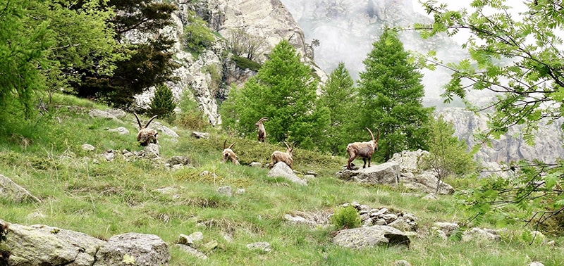 mercantour00001